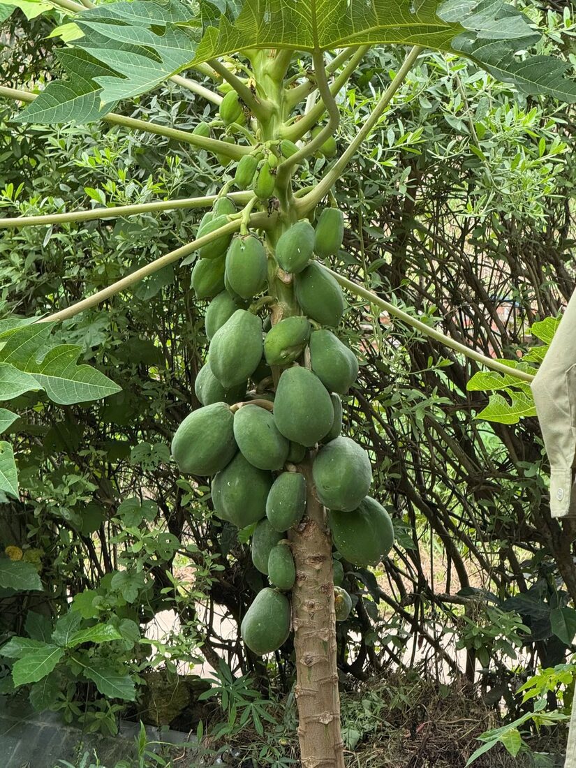 Cây đu đủ trĩu quả tại Làng Xanh