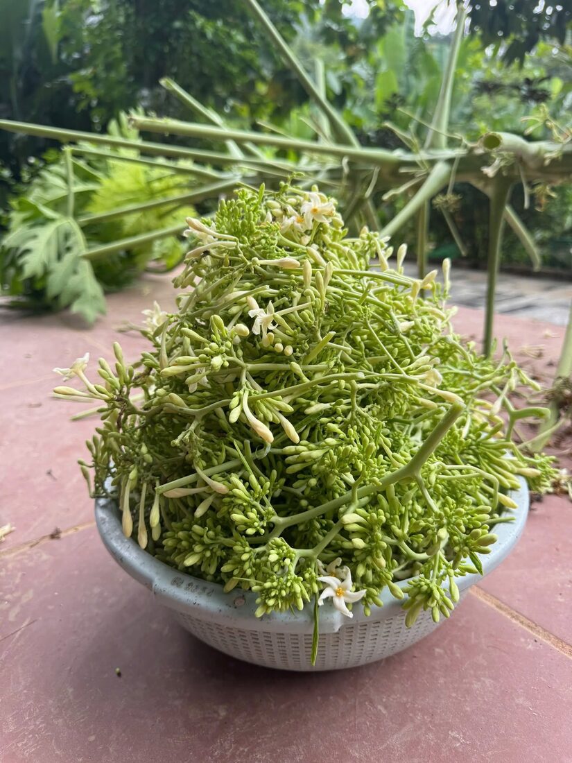 Hoa đu đủ đực hái tay tại Làng Xanh