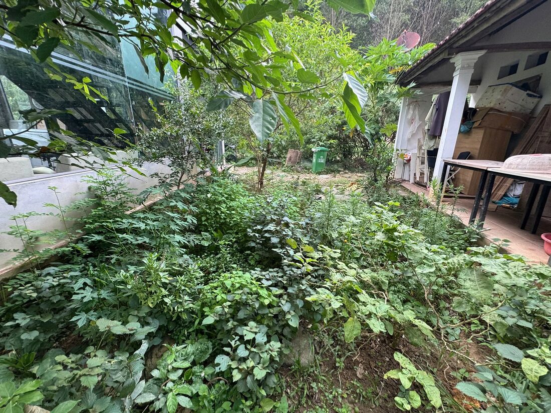 Rau xanh trồng trong vườn Làng Xanh